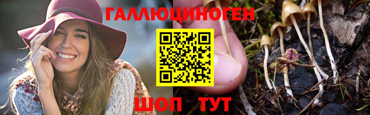 Галлюциногенные грибы GOLDEN TEACHER  Вход с VPN  Тулун 